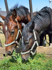 Horses in pen are eating green grass from a manger