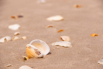 Fototapeta na wymiar Shells on a beach sand