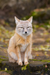 Korsak Fuchs im Wald