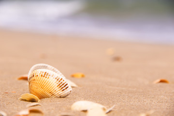 Shells on a beach and sea is behind