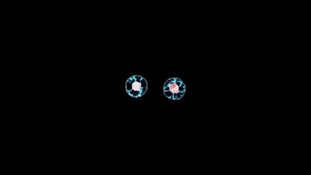Mitosis, The Process Of Cell Division And Multiplication On Black Background