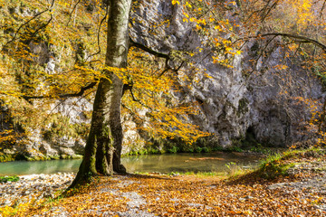 Obraz premium Autumn landscape