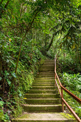 Fototapeta premium Steps and path through the rainforest, wilderness, plants, flowers in Sabah, Malaysia