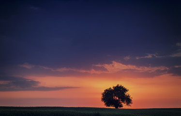 Silhouette of Alone Tree at Sunset