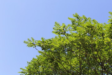 朝日を浴びて05　morning sunshine05