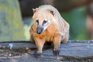 Südamerikanischer Nasenbär (Nasua nasua)