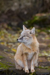 Korsak Fuchs im Wald
