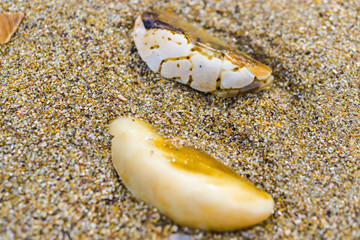 Shell on the sand at the sea