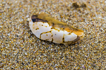 Shell on the sand at the sea