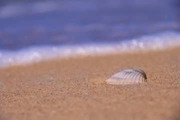 The shell is lying on the coast behind the waves and the sea
