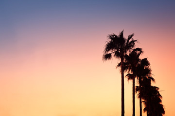 Row of Palm Trees at Sunset on Mallorca, Balearic Islands, Spain © ystewarthenderson
