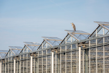 Blue heron on the roof of a glasshouse