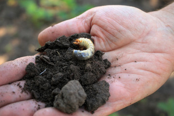 Gardener holds larva of cockchafer beetle in his hand.