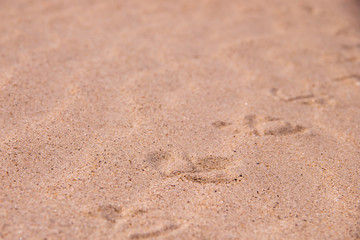 Fototapeta na wymiar Sand on the beach and trail of the gull