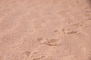 Sand on the beach and trail of the gull