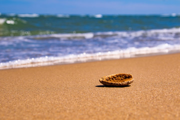 Shell lie on the sea coast behind the wave and the blue sky