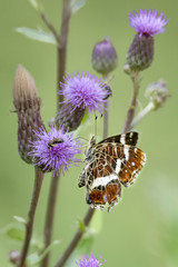 Distelfalter / Schmetterling sitzt auf diner blauen Distelblüte vor unscharfem grünen Hintergrund