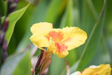 Flower at Boa Vista