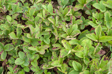 Bright green leaves of a strawberry.