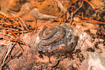 Anric Snail shell in the rocks 