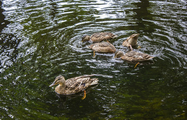 brown ducks in a pond with reflections of a trees in the park 