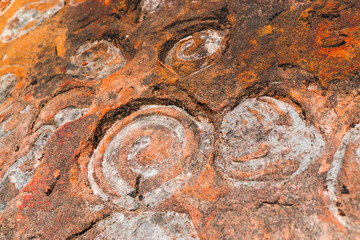 Anric Snail shell in the rocks 