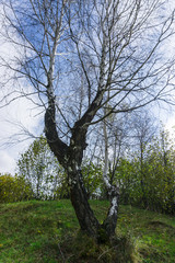 Spring trees