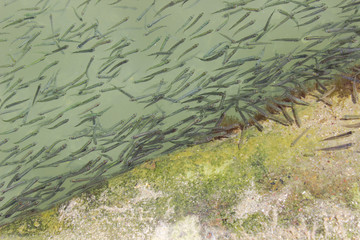 The old fish farm. A lot of fry near the shore. Breeding mullet.