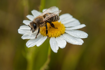 daisy flower and bee