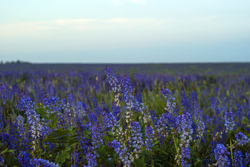 Fototapeta premium background - field with purple alfalfa flowers