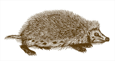 European hedgehog (erinaceus europaeus) in profile view. Illustration after a historical woodcut engraving from the 16th century © M