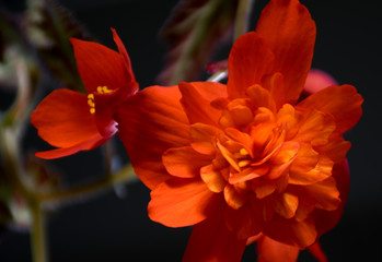 Obraz premium 夜空の美しい花