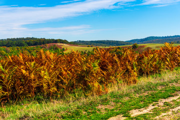 Autumn landscape
