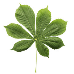 Chestnut leaf on white background