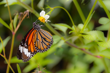 Close up common tiger butterfly on  white daisy and blur green leaf