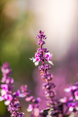 Garden flowers