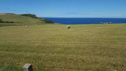 Sheep grazing in field with sea in background