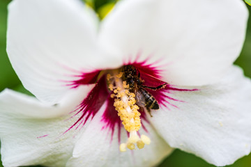 Flowers in the garden