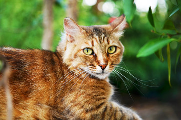 Portrait of beautiful ginger cat in the garden.