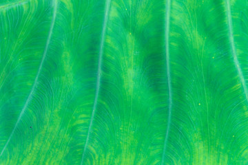 green leaf texture macro close up
