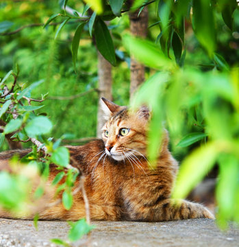 Portrait of beautiful ginger cat in the garden.