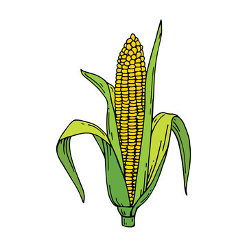 Corn cob hand drawn vector illustration. Detailed vegetarian food drawing. Farm market product.