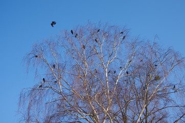 Crows