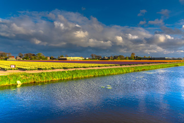 Tulips field in Holland