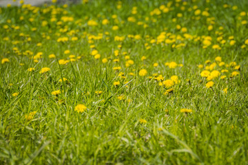Grass field with dandelions