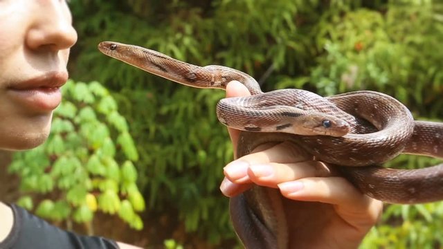 Boyga snake. Boiga (Latin Boiga) - a kind of snake from the family of the same (Colubridae). woman holding snake.