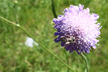 bee on a flower