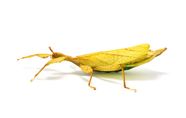 Phyllium philippinicum, aka Leaf Insect is an insect in the order of stick insects, phasmida, that looks like a leaf and can be kept as a pet.