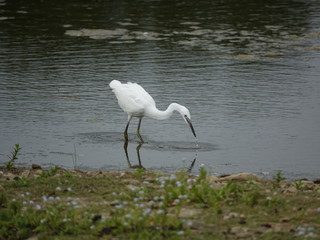 Little egret (Egretta garzetta) fishing