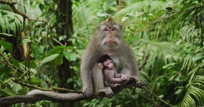 Monkey with his cub, Green macaque feeding his cub in his arms. Close-up. A monkey in immersed in the green of the surrounding nature.
